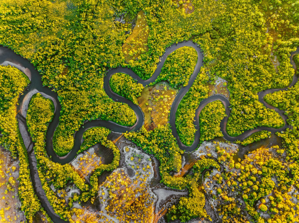 Creek meandering between the mangroves